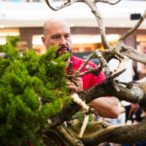 MAURO STEMBERGER LIVE: HOW TO MAKE A BONSAI